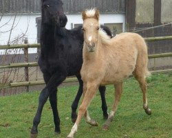 dressage horse Cappuccino-Gold (German Riding Pony, 2015, from Cadlanvalley Sir Ivanhoe)