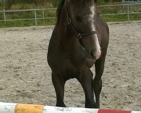 stallion Alicenhof’s Sir Scipio (Hanoverian, 2017, from Spartacus TN)