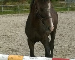 stallion Alicenhof’s Sir Scipio (Hanoverian, 2017, from Spartacus TN)