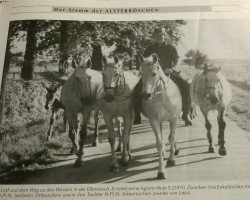 broodmare Alsterroeschen (Hanoverian, 1961, from Agram)