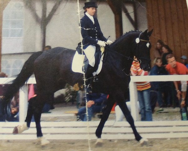 dressage horse Amay B (Hanoverian, 1999, from Akatschi)