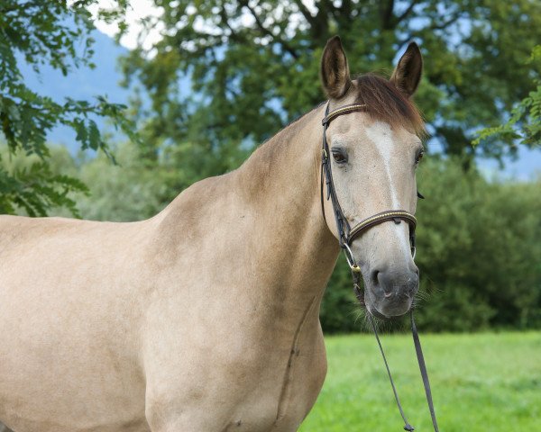 Pferd Tom H (KWPN (Niederländisches Warmblut), 2000, von Modern)