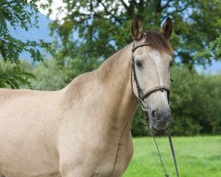 horse Tom H (KWPN (Royal Dutch Sporthorse), 2000, from Modern)