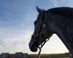 jumper Lord D'Alme S (German Sport Horse, 2011, from Lord Z)