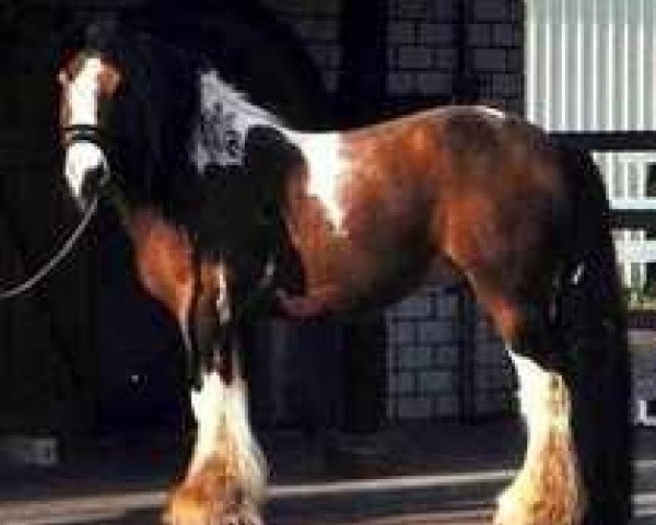 stallion Duncom der Highlander (Tinker / Irish Cob / Gypsy Vanner, 1995)