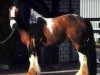 stallion Duncom der Highlander (Tinker / Irish Cob / Gypsy Vanner, 1995)