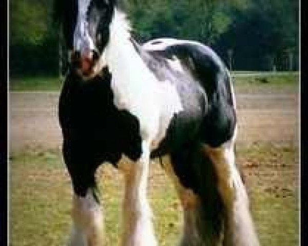 Deckhengst Apart 4 (Tinker / Irish Cob / Gypsy Vanner, 1996)