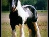 stallion Apart 4 (Tinker / Irish Cob / Gypsy Vanner, 1996)