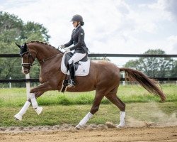 dressage horse Burberry's Dream (Oldenburger, 2015, from Blue Hors Farrell)