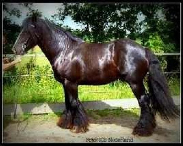 Deckhengst Copal (Tinker / Irish Cob / Gypsy Vanner, 2004, von Apart 4)