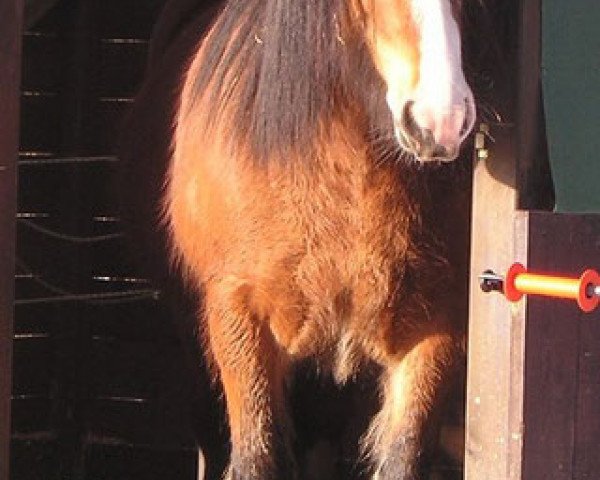 broodmare Dana (Tinker / Irish Cob / Gypsy Vanner, 2004, from Duncom der Highlander)