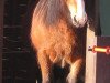 broodmare Dana (Tinker / Irish Cob / Gypsy Vanner, 2004, from Duncom der Highlander)