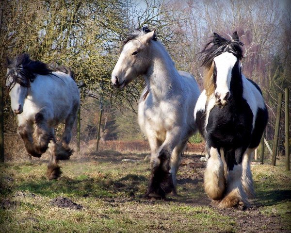 broodmare Ostfriesland's Phoebe (Tinker / Irish Cob / Gypsy Vanner, 2015, from Camaro)