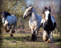 horse Ostfriesland's Phoebe (Tinker / Irish Cob / Gypsy Vanner, 2015, from Camaro)