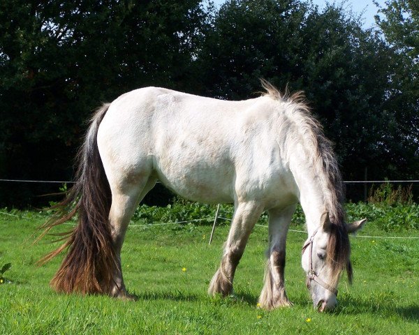 broodmare Princess (Tinker / Irish Cob / Gypsy Vanner, 2011, from Hermits Saturn)