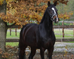 dressage horse Donna Cashi (Oldenburger, 2012, from Don Cismo)