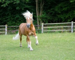 horse Liz. Samarkand (Haflinger)