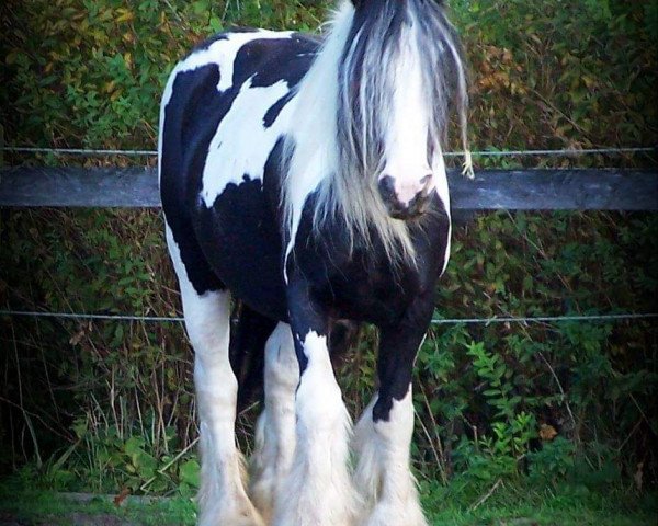 Zuchtstute Queeny Rose Of Irish Delight (Tinker / Irish Cob / Gypsy Vanner, 2007)