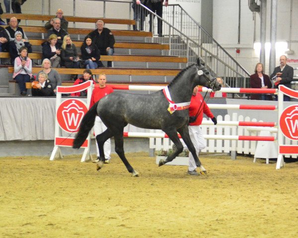 stallion Cornetto Uno (Westphalian, 2015, from Cornet Obolensky)