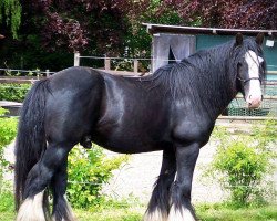 horse Camaro (Tinker / Irish Cob / Gypsy Vanner, 2008, from Copal)