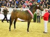 stallion Freiherr Von Nymphenburg (Oldenburg, 2015, from Follow Me OLD)