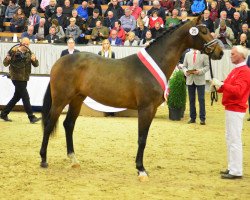 stallion Freiherr Von Nymphenburg (Oldenburg, 2015, from Follow Me OLD)