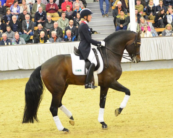 stallion Franziskus 15 (Hanoverian, 2008, from Fidertanz)