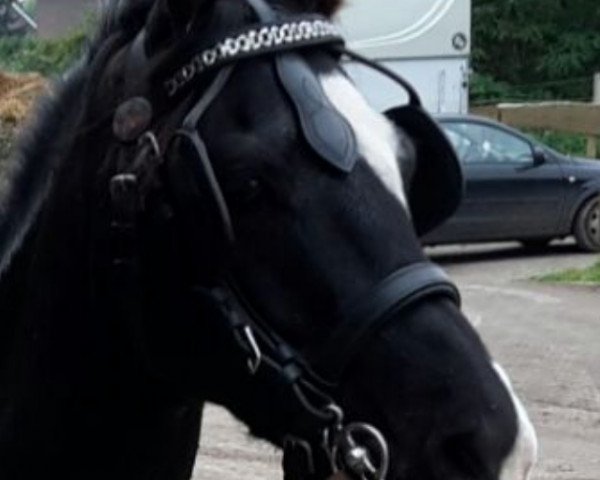 dressage horse Kenneth (German Riding Pony, 2009, from Kennedy WE)