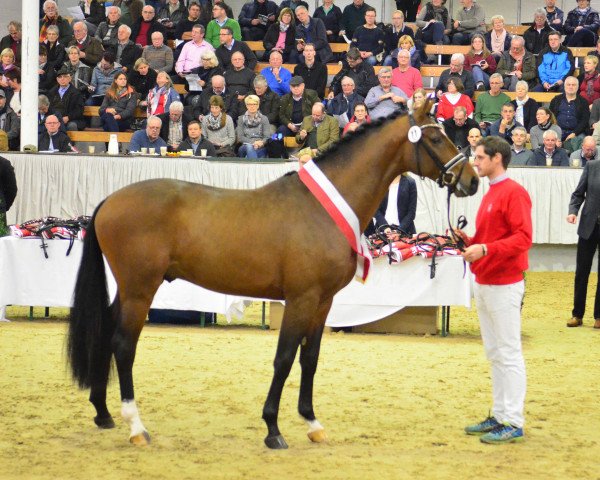 stallion Escalito 3 (Westphalian, 2015, from Escolar)