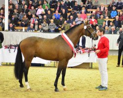 stallion Escalito 3 (Westphalian, 2015, from Escolar)