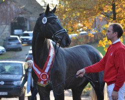 stallion Coromont (Westphalian, 2015, from Cornet Obolensky)