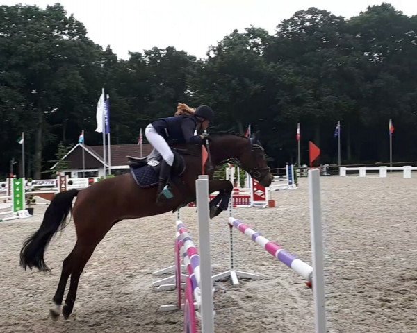 jumper Tiffy (German Riding Pony, 2010)