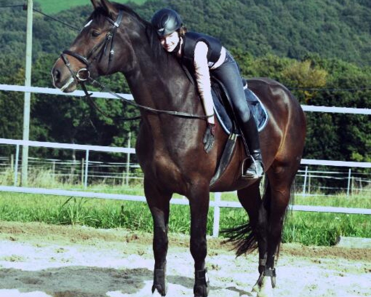 Zuchtstute Embrace (Hannoveraner, 2005, von Embassy I)