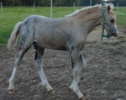 dressage horse Daddy's Diamond TM (German Riding Pony, 2017, from Diamond Touch NRW)