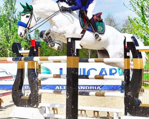 jumper Che Guevara 22 (Oldenburg show jumper, 2003, from Come On)