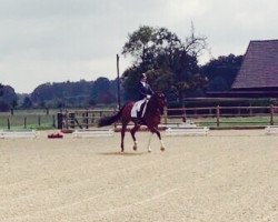 dressage horse Sweet Sam KR (Westphalian, 2011, from San Amour I)