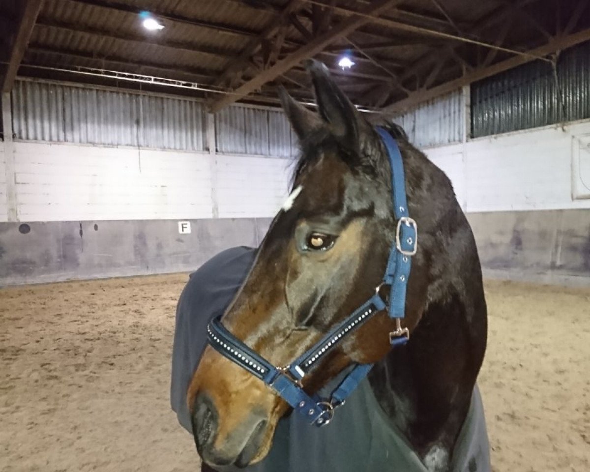 broodmare Delphine (German Sport Horse, 2003, from Dali X)