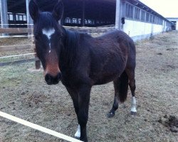 dressage horse Cassina 81 (German Warmblood, 2011)