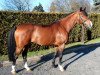 Springpferd Girocco Blue Boy (KWPN (Niederländisches Warmblut), 2011, von Zirocco Blue)