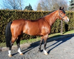 Springpferd Girocco Blue Boy (KWPN (Niederländisches Warmblut), 2011, von Zirocco Blue)