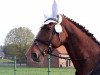 dressage horse Whyonie (Hanoverian, 2008, from Weltmeyer)