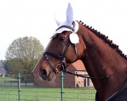 dressage horse Whyonie (Hanoverian, 2008, from Weltmeyer)