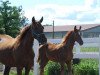 broodmare Dynastie B (German Sport Horse, 2011, from Damon Hill)