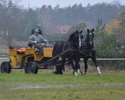 Pferd Merton & Diuk (Schlesier, 2015)