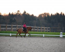 dressage horse Dream for me (German Riding Pony, 2013, from Dimension AT NRW)