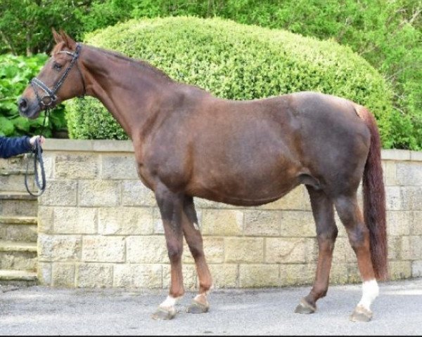 broodmare Betty Barclay (Hanoverian, 2001, from Brentano II)