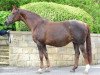 broodmare Betty Barclay (Hanoverian, 2001, from Brentano II)