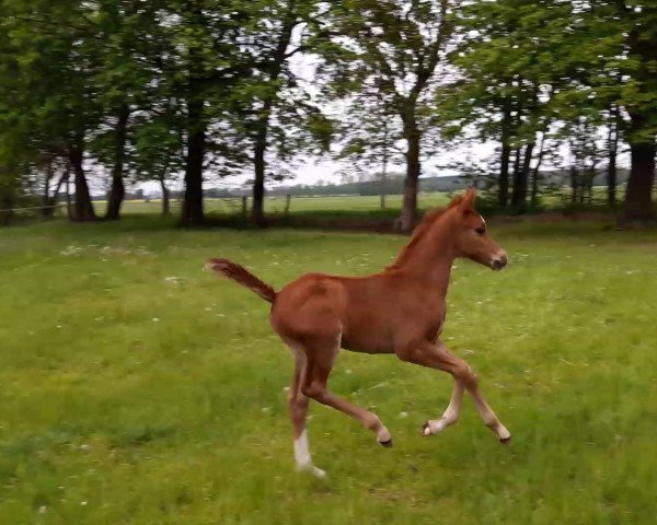 jumper Marcapasos L (German Riding Pony, 2017, from Macchiato)