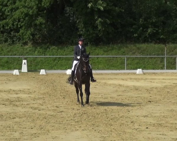 Reitturnier Ladenburg 2018