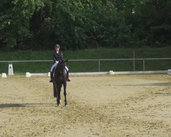 Reitturnier Ladenburg 2018